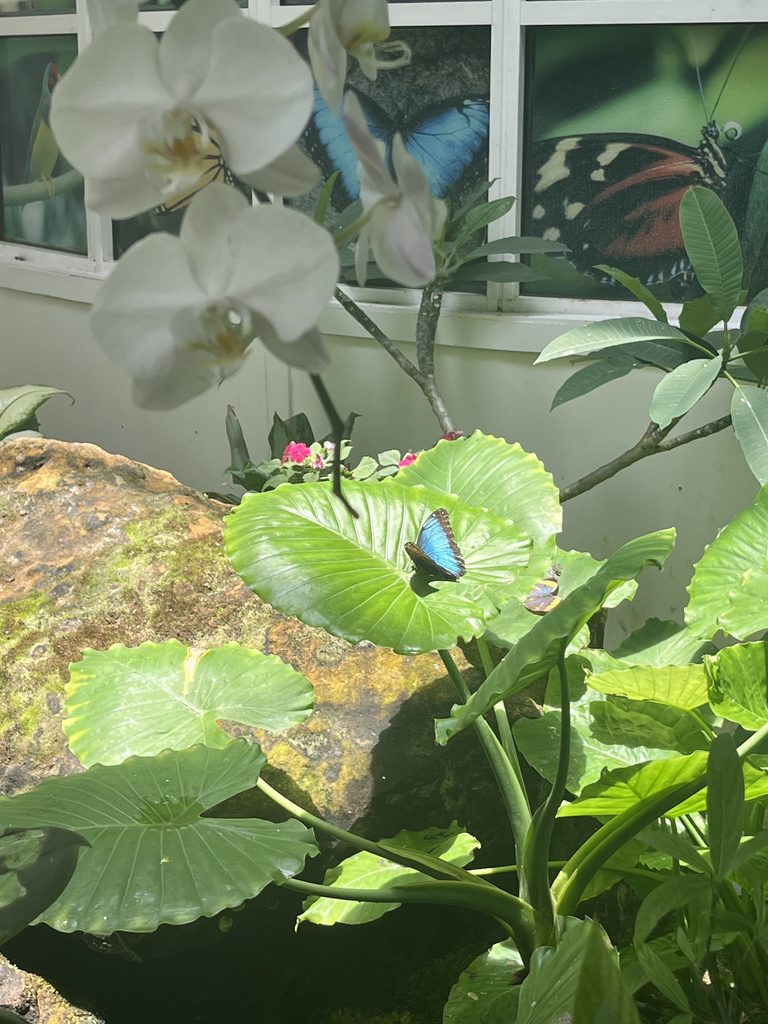 Key West Butterfly and Nature Conservatory Elopement Location