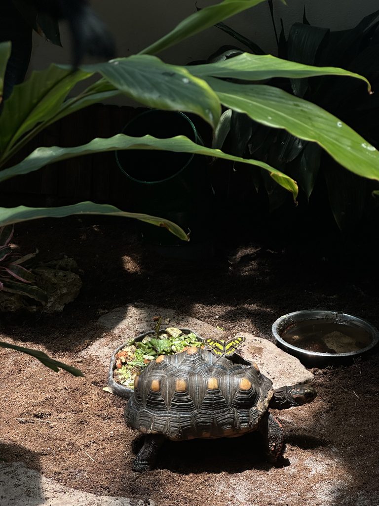 Butterfly resting on a turtle in Key West Elopement Inspiration